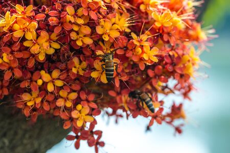 Saraca L tree and flowers with bees hovering in daytime summerの写真素材