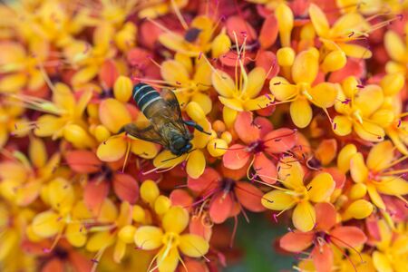 Saraca L tree and flowers with bees hovering in daytime summerの写真素材