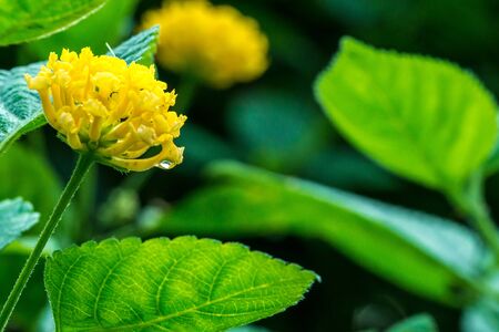 Yellow Lantana camara with green leaves in the garden botanic outdoor during summerの写真素材