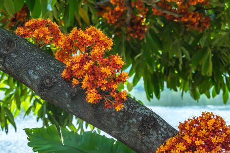 Saraca L tree and flowers with bees hovering in daytime summerの写真素材