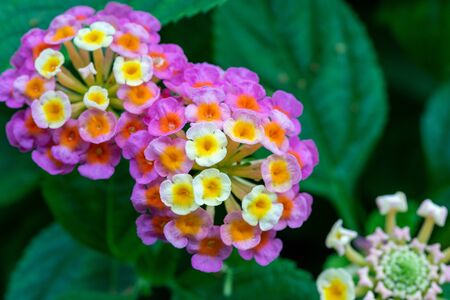 Lantana camara multi-color with green leaves in the garden botanic outdoor during summerの写真素材