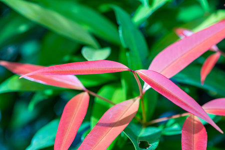 Red leaves standing out among green leaves on a hot sunny day