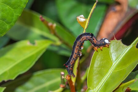 Caterpillar munching on green leaves, crawling along branches and twigsの写真素材