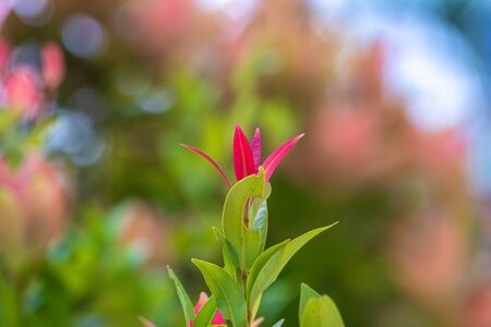 Red leaves standing out among green leaves on a hot sunny dayの写真素材