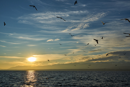Birds in front of sunsetの写真素材
