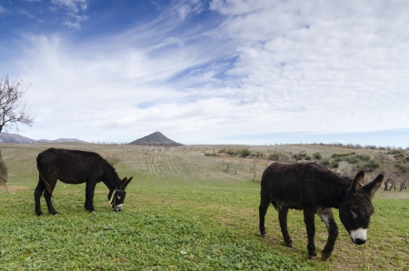 landscape with donkeysの写真素材