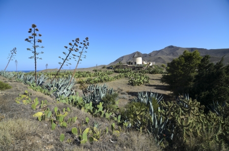 Landscape with agaves in Cabo de Gata, Spainのeditorial素材