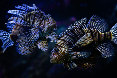 Two lion fish close up in aquarium swimming underwaterの写真素材