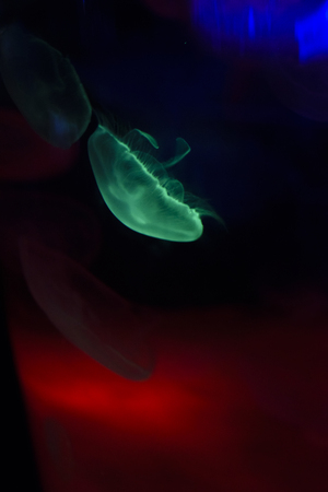 underwater image of jellyfishes with colorful low light in aquariumの写真素材