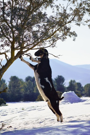 goats on white snow, animals on a farm in Maria,Almeria,Spainの写真素材