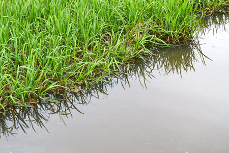 river spill in spring. Water approached the shore with green grass.