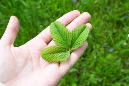 Wild strawberry leaf in female hands close-up