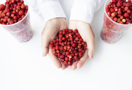 Ripe forest strawberries in hand on white background. Strawberry season. Berry bannerの写真素材
