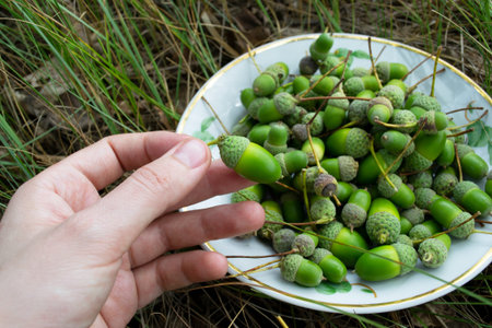 A scattering of green acorns close up