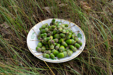 A scattering of green acorns close upの写真素材