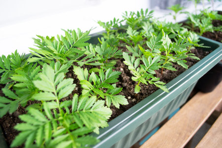 Flower seedlings in plastic pots. Preparing for the gardening season. The concept of gardening, spring time.の写真素材