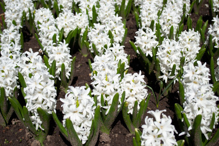 Blooming white hyacinths Full frame of hyacinths, soft selective focusの写真素材