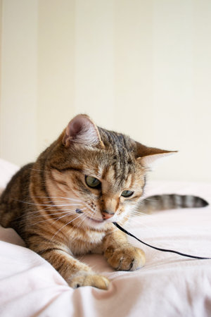A domestic tiger cat with green eyes lies on the bed and plays with a suede cord. The cat holds the...