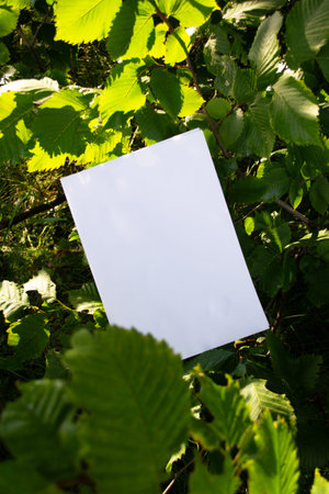 Mockup of white A4 sheet on hazel tree branches. Branding poster blank in the leaves of a tree. Real...