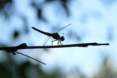Dragon fly silhouetteの写真素材