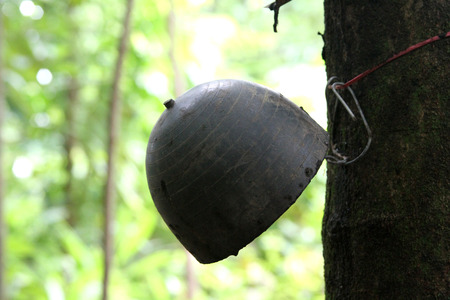 rubber tapping cupの写真素材