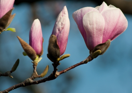 Magnolia blossom budding in springtimeの写真素材