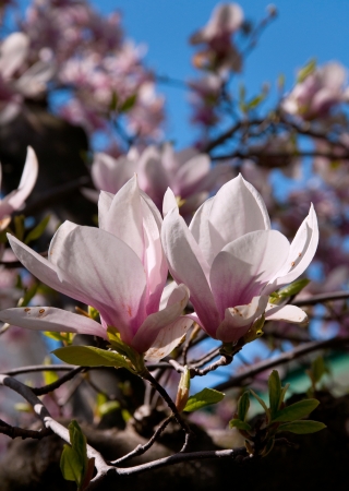 Sunshine on magolia blossom blanchesの写真素材