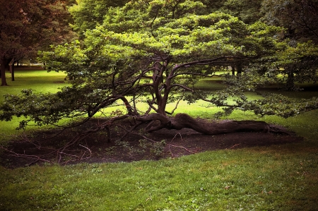 Oriental Tree in Chicago Parkの写真素材