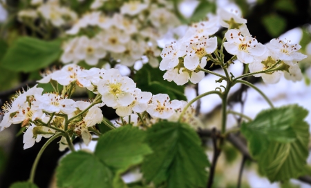 Park field of wild flowers in springtimeの写真素材