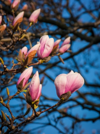 Magnolia tree blossoms in springtime gardenの写真素材