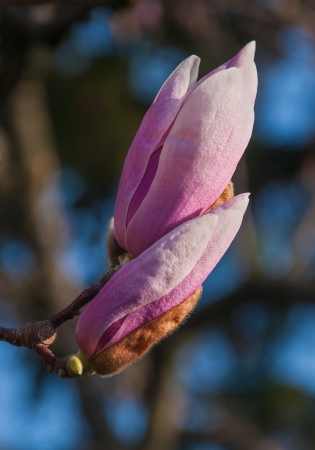 Magnolia tree blossoms in springtime gardenの写真素材