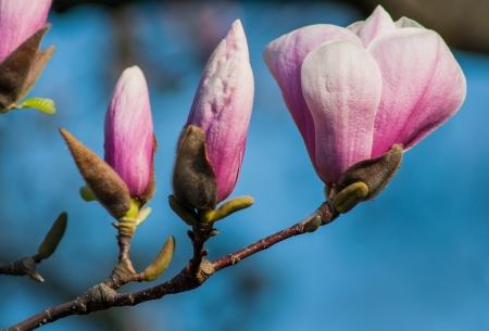 Magnolia tree blossoms in springtime gardenの写真素材