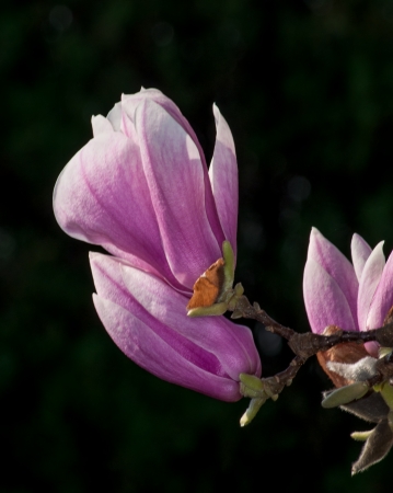 Magnolia tree blossoms in springtime gardenの写真素材