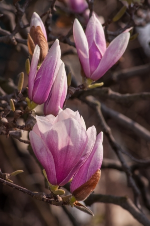 Magnolia tree blossoms in springtime gardenの写真素材