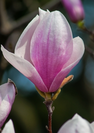 Magnolia tree blossoms in springtime gardenの写真素材