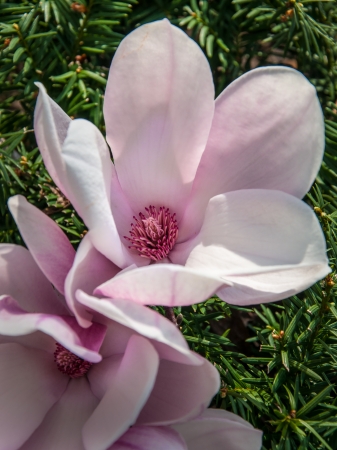 Photo of magnolia blossom inside by macro shotの写真素材