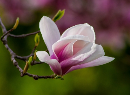 Magnolia tree blossoms in springtime gardenの写真素材