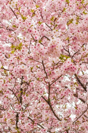 Sky full of cherry blossoms on spring treeの写真素材