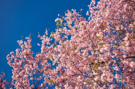 Sky full of cherry blossoms on spring treeの写真素材