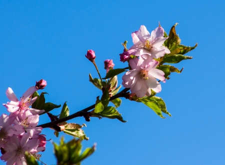 Mini cherry blossom flowers on tree branches in springの写真素材