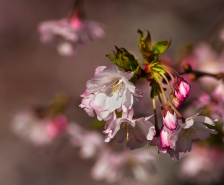 Mini cherry blossom flowers on tree branches in springの写真素材