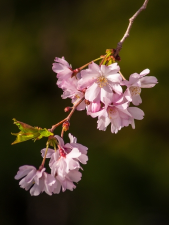 Mini cherry blossom flowers on tree branches in springの写真素材