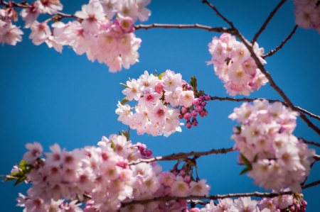 Mini cherry blossom flowers on tree branches in springの写真素材