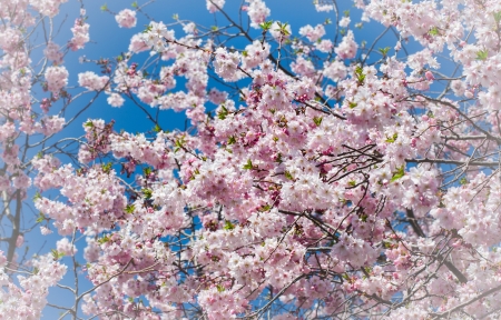 Sky full of cherry blossoms on spring treeの写真素材