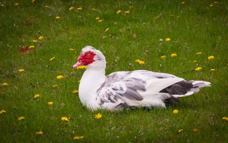 Gosse laying on park lawn near detroit riverの写真素材