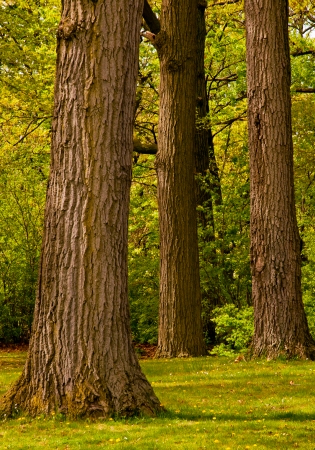 Stand of trees in michigan park forestの写真素材