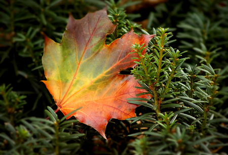 Colorful autumn leaves in michigan parkの写真素材