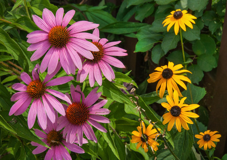 Brightly colored summer wild frowers in gardenの写真素材
