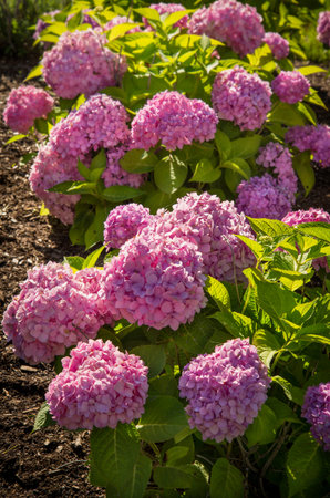Brightly colored summer wild frowers in garden