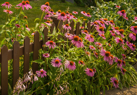 Brightly colored summer wild frowers in gardenの写真素材